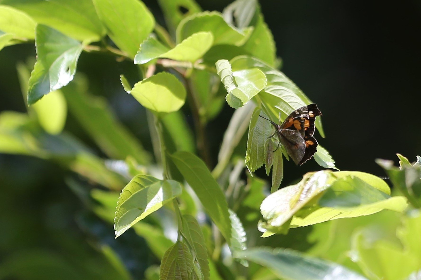 テングチョウ