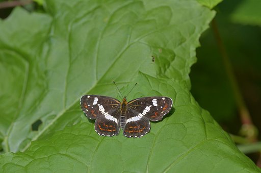 サカハチチョウ　夏型
