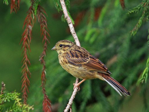 この鳥の名は？