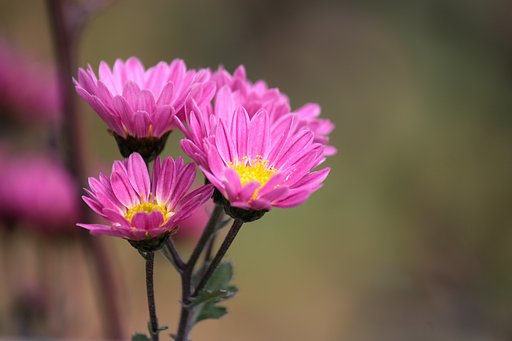 遅咲き小菊