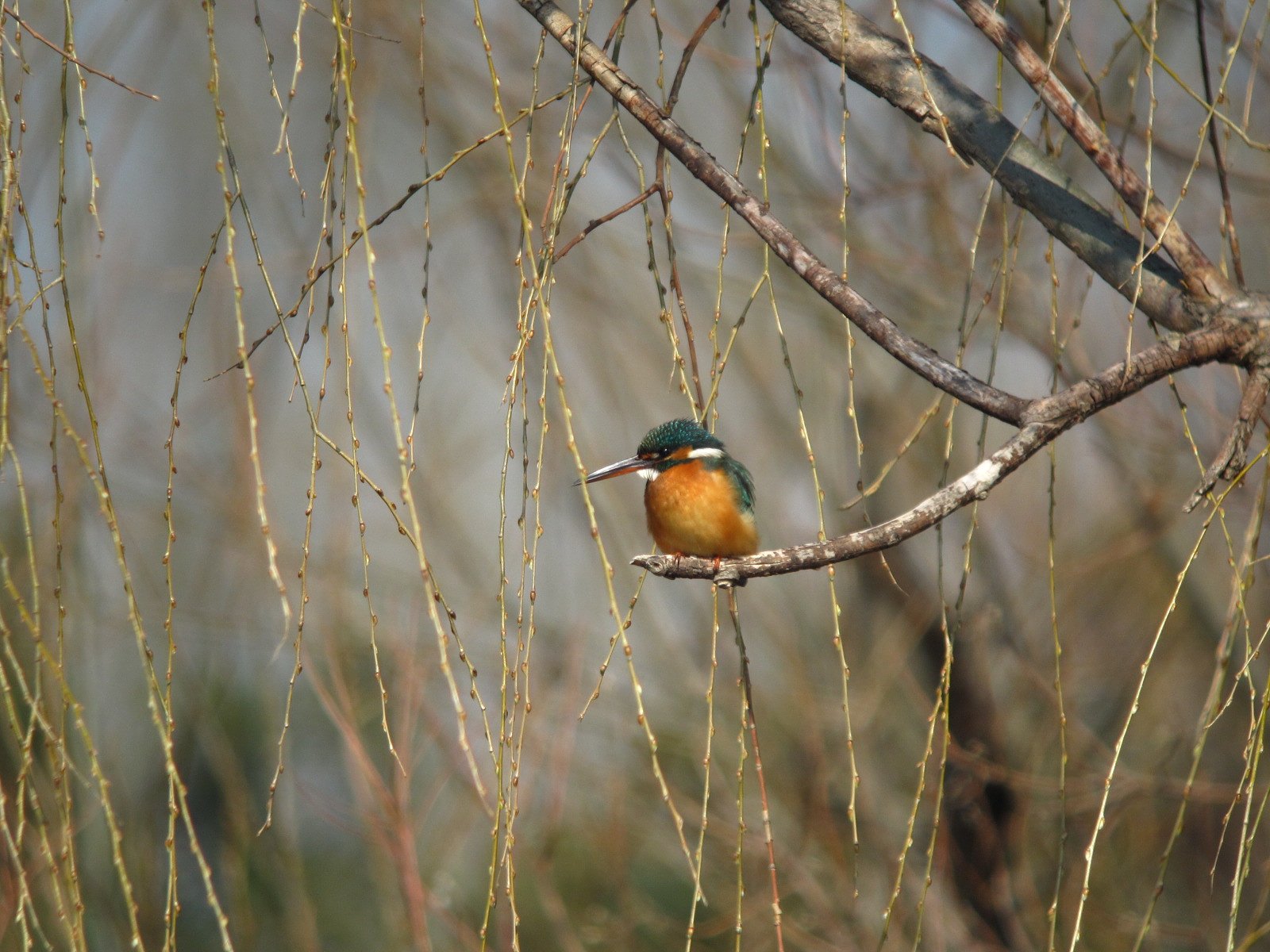 ☆簾カワセミ☆