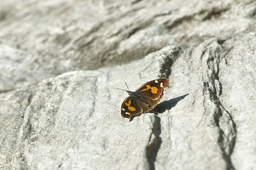 天狗の目覚め