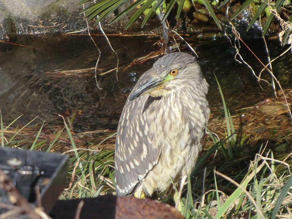 この鳥名前を教えて下さい。