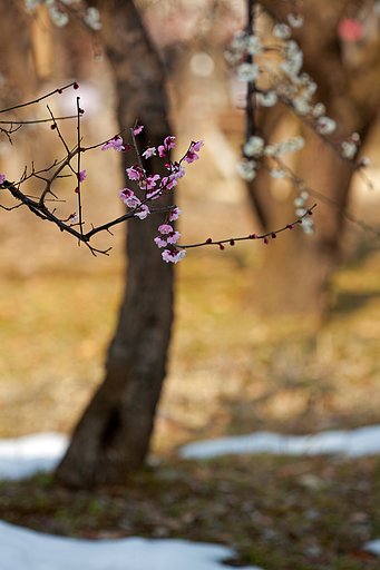 残雪に淡い梅