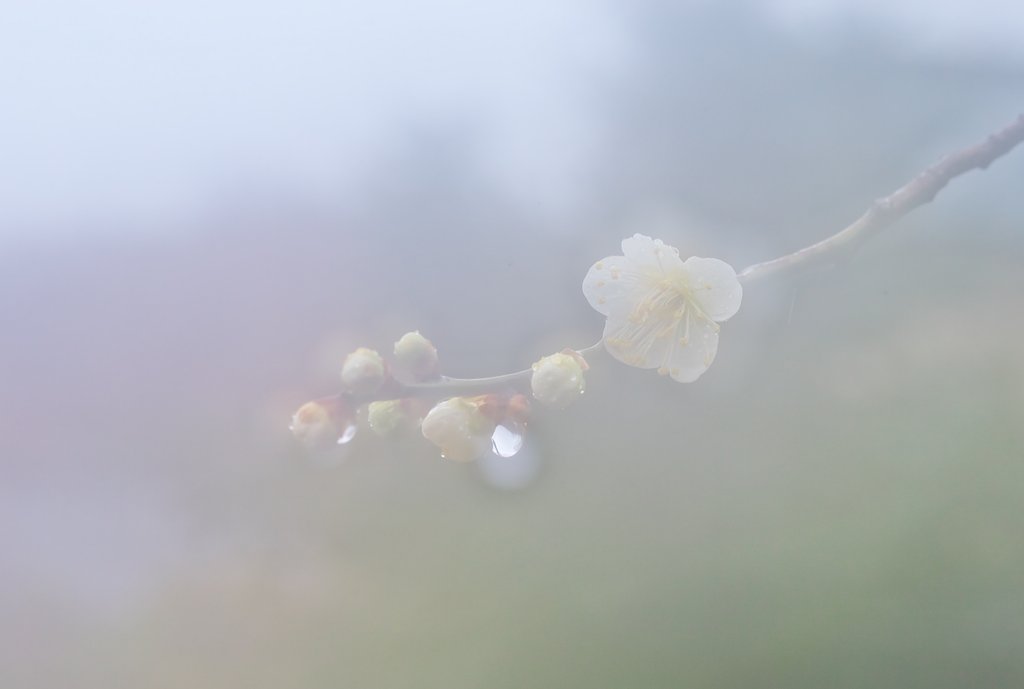 花雨多重