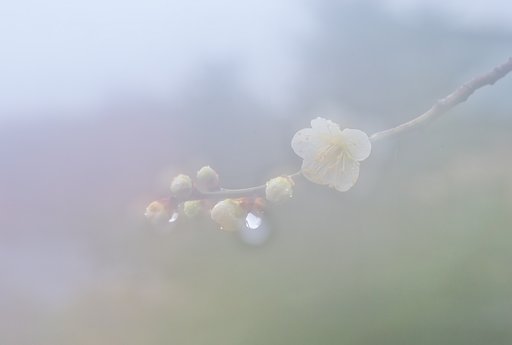 花雨多重