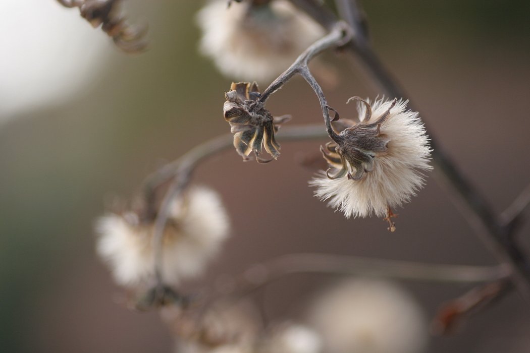 花の後・・・