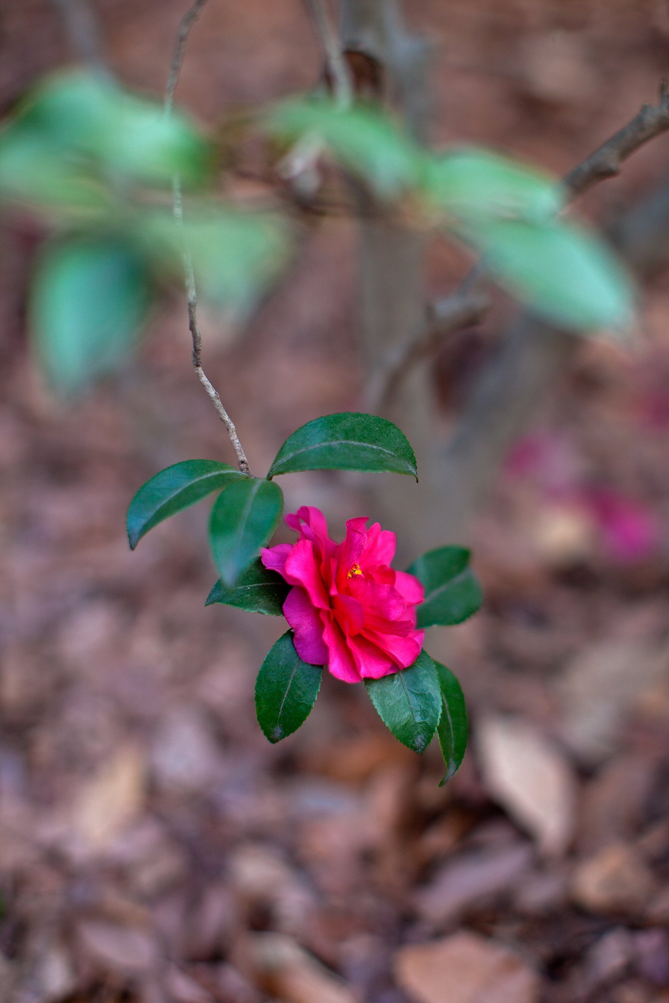 EF50mm F1.2 L