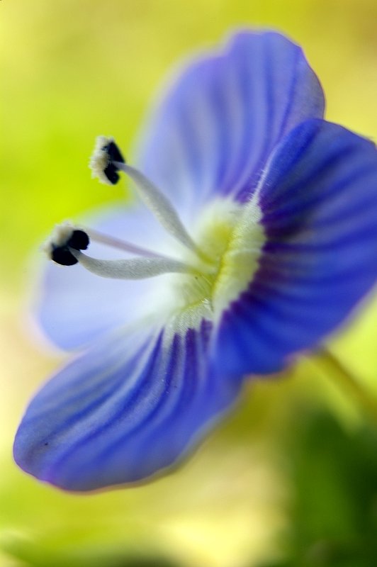 大きな花　＃１