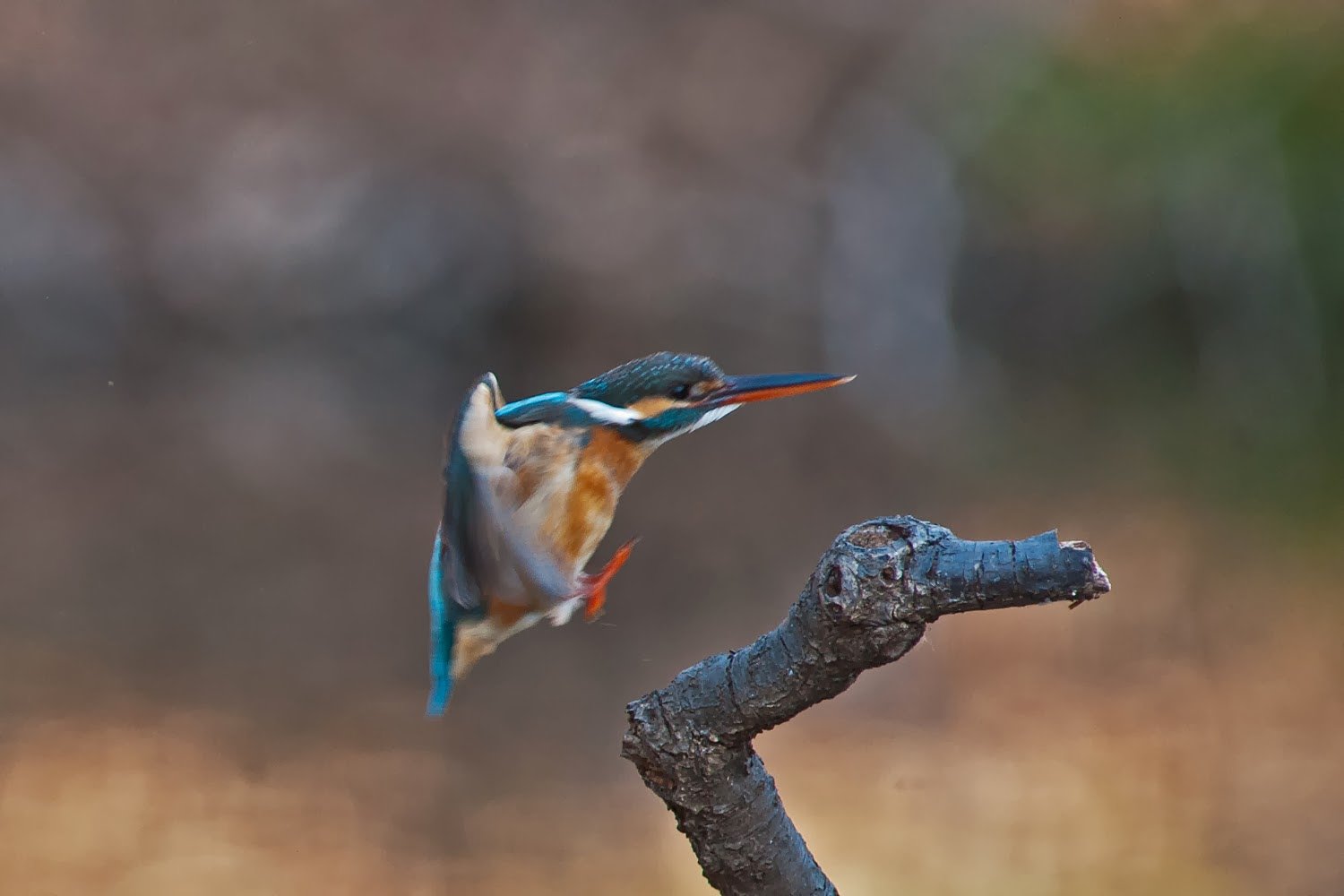 渡・カワセミ