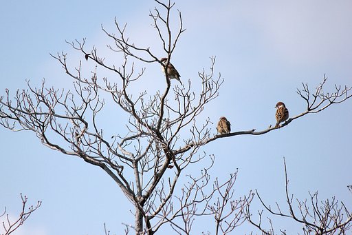 【師走】ハナミズキの空