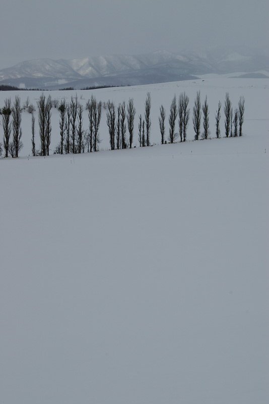 雪原にポプラの列