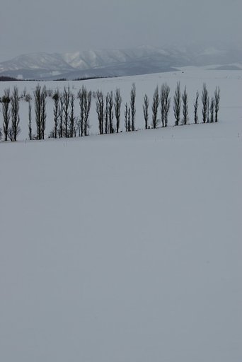 雪原にポプラの列