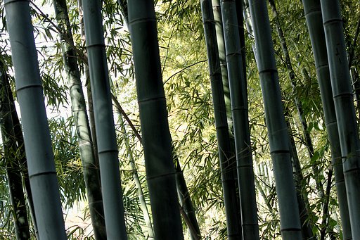 竹林の光