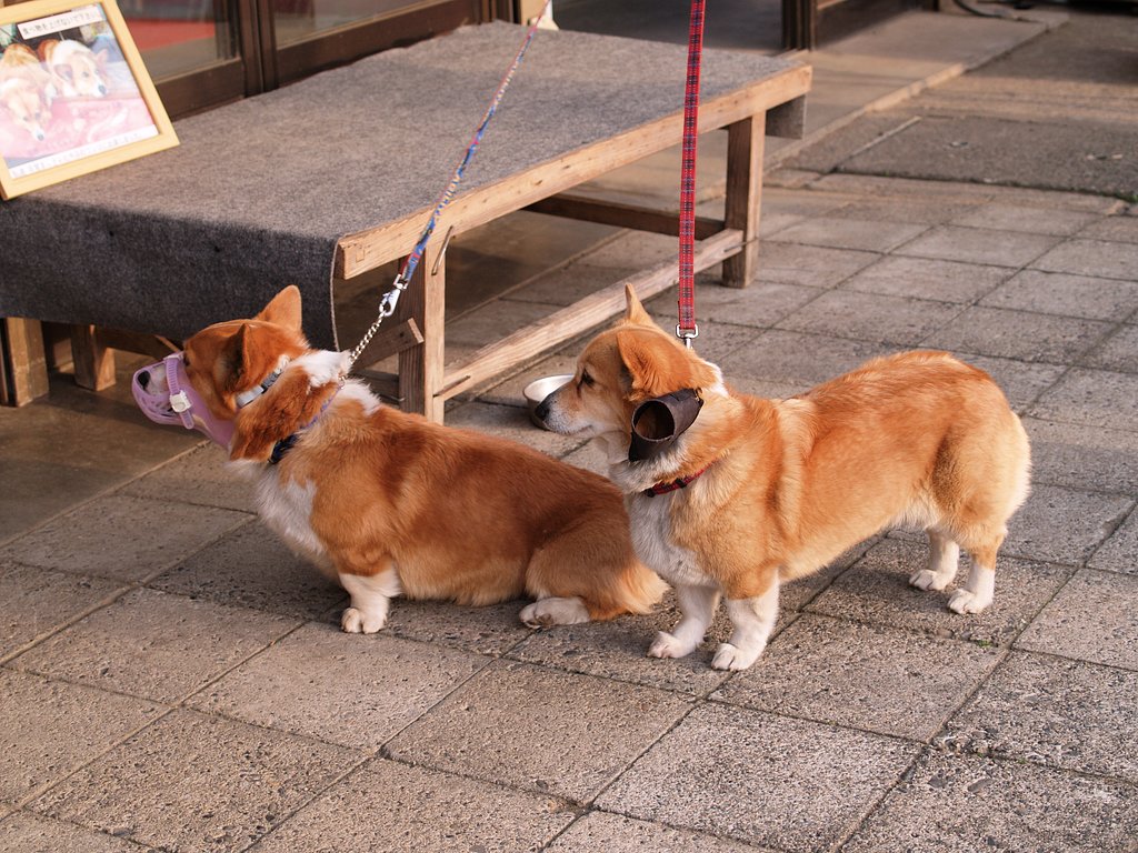 食べ物を上げないでください。