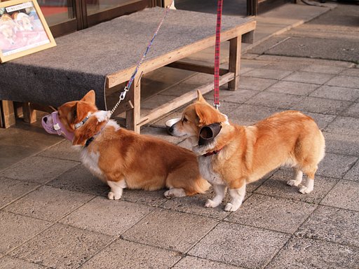 食べ物を上げないでください。