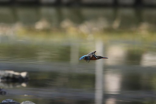【光】いのち翔ぶ