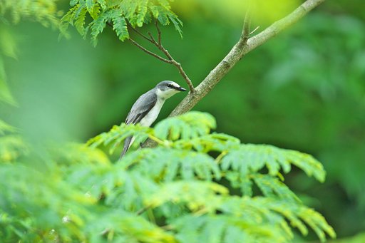 今度は♀のサンショウクイでした