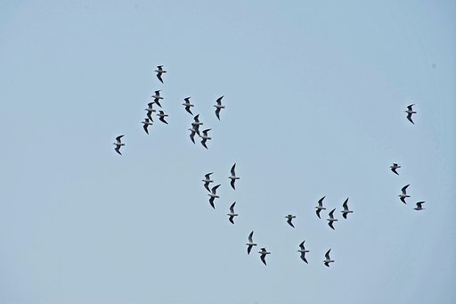 ひ・ユリカモメ