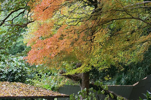 柿と緑黄紅葉