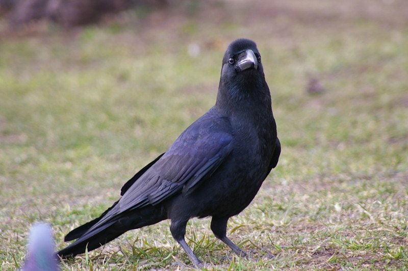 カラスですが、何か？