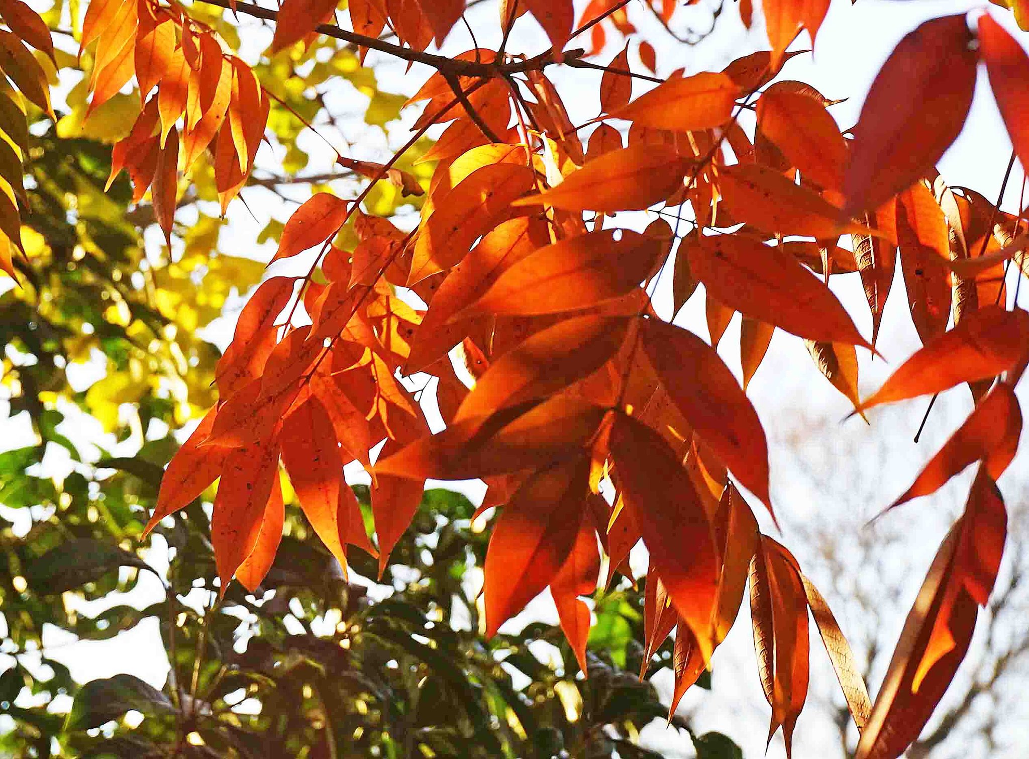 「紅葉」