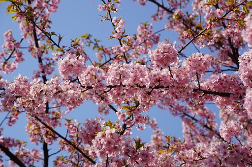 梅？桜？