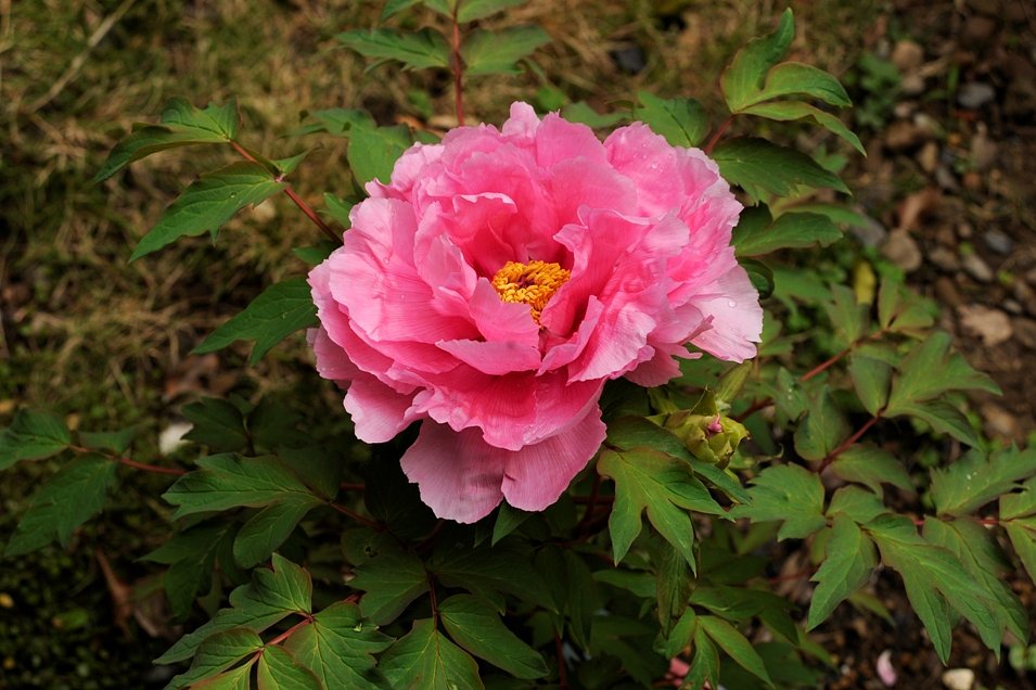 牡丹の花が咲きました