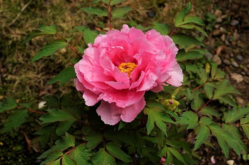 牡丹の花が咲きました