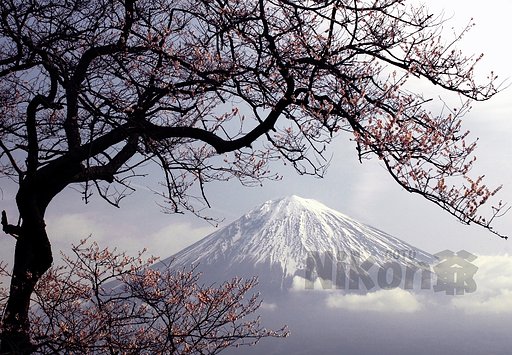 3月23日の写真