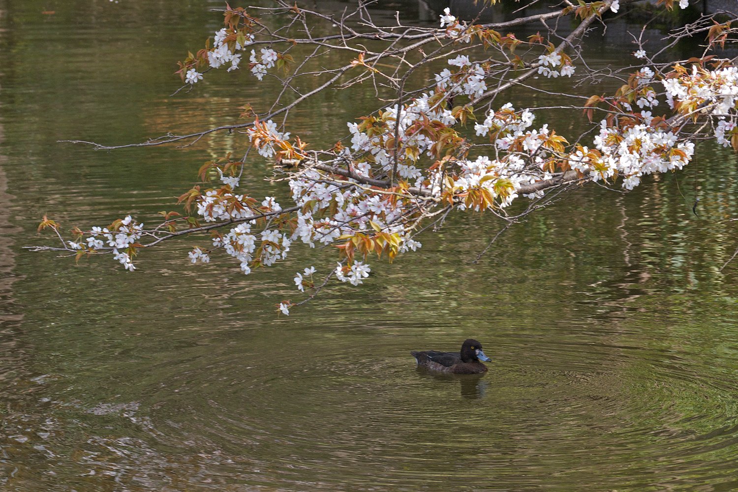 桜・キンクロハジロ
