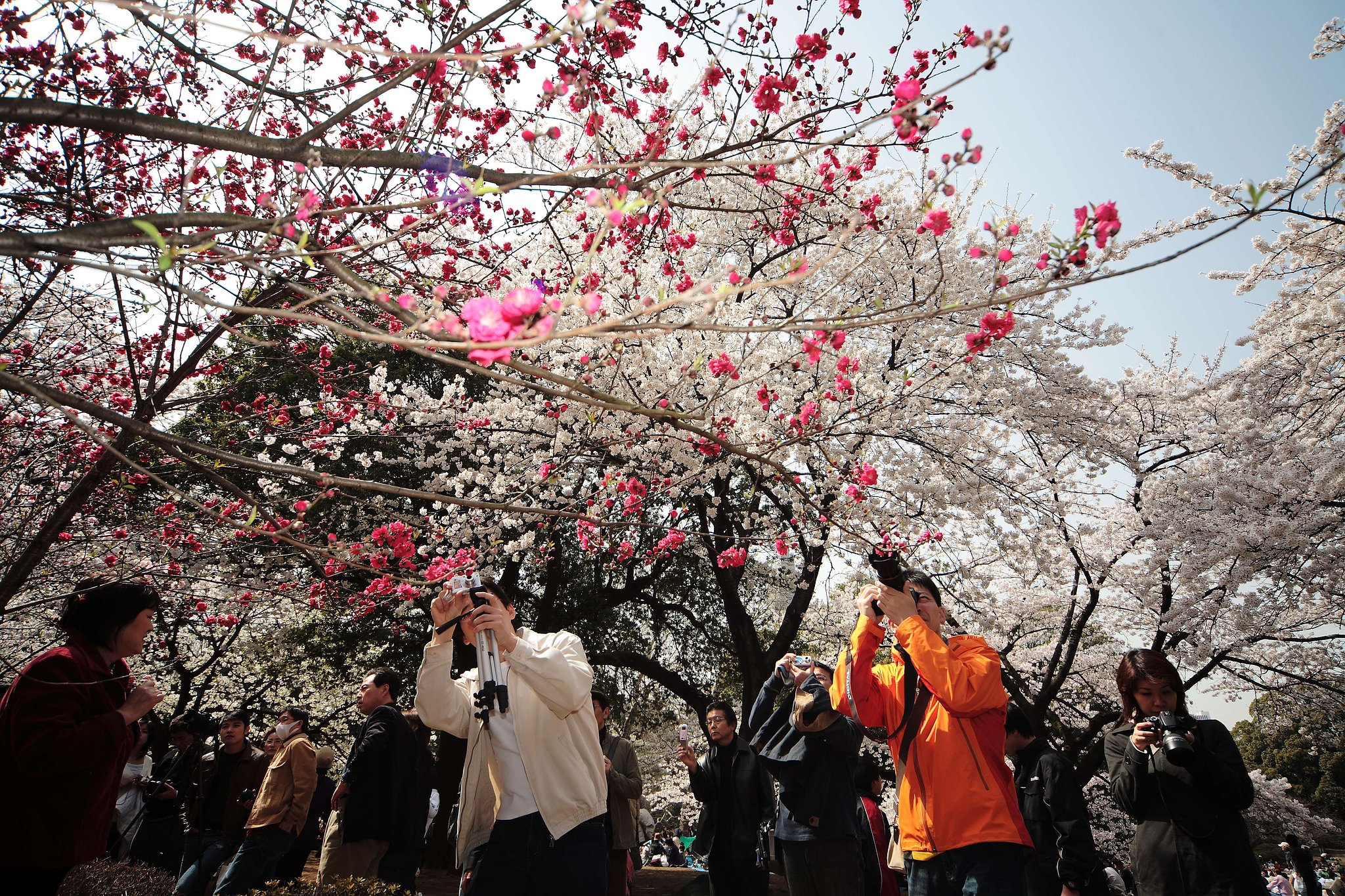 桜咲き人集まる
