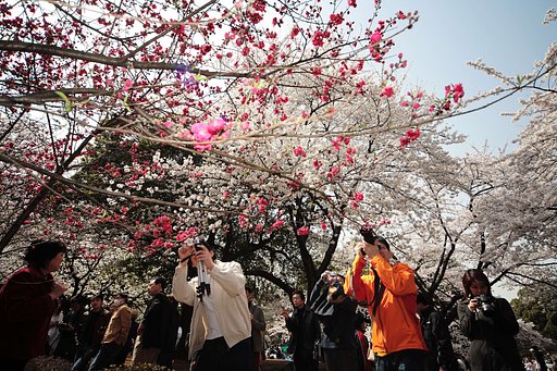 桜咲き人集まる