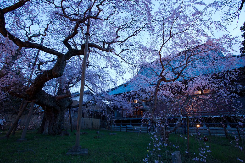 般若院しだれ桜