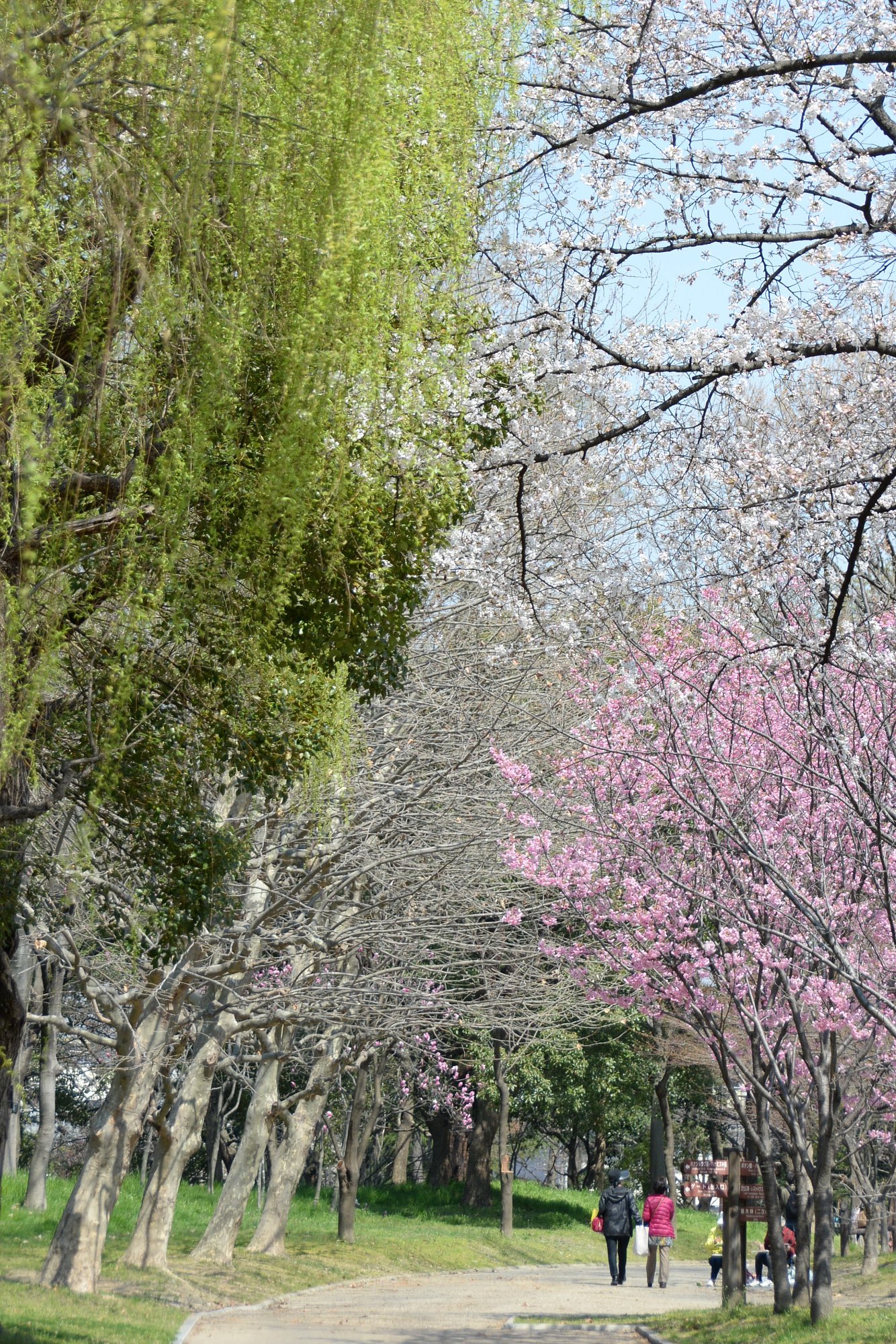春ですね