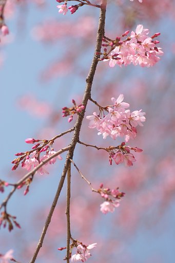 しだれ桜