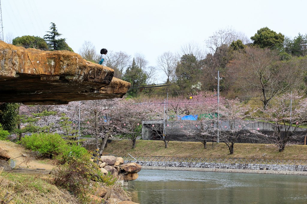 一人で花見三昧