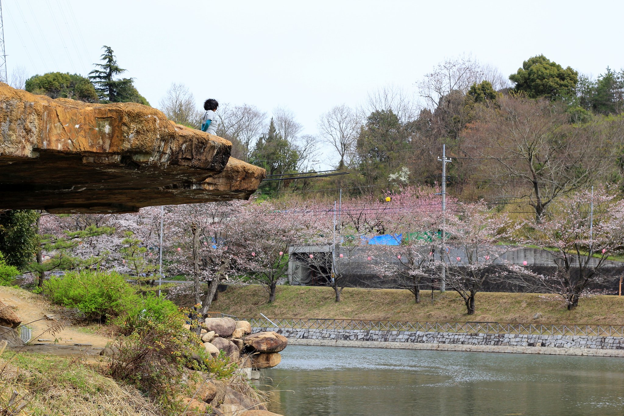 一人で花見三昧