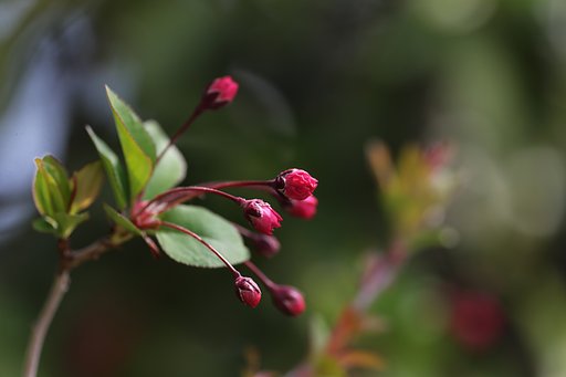 開花寸前の紅