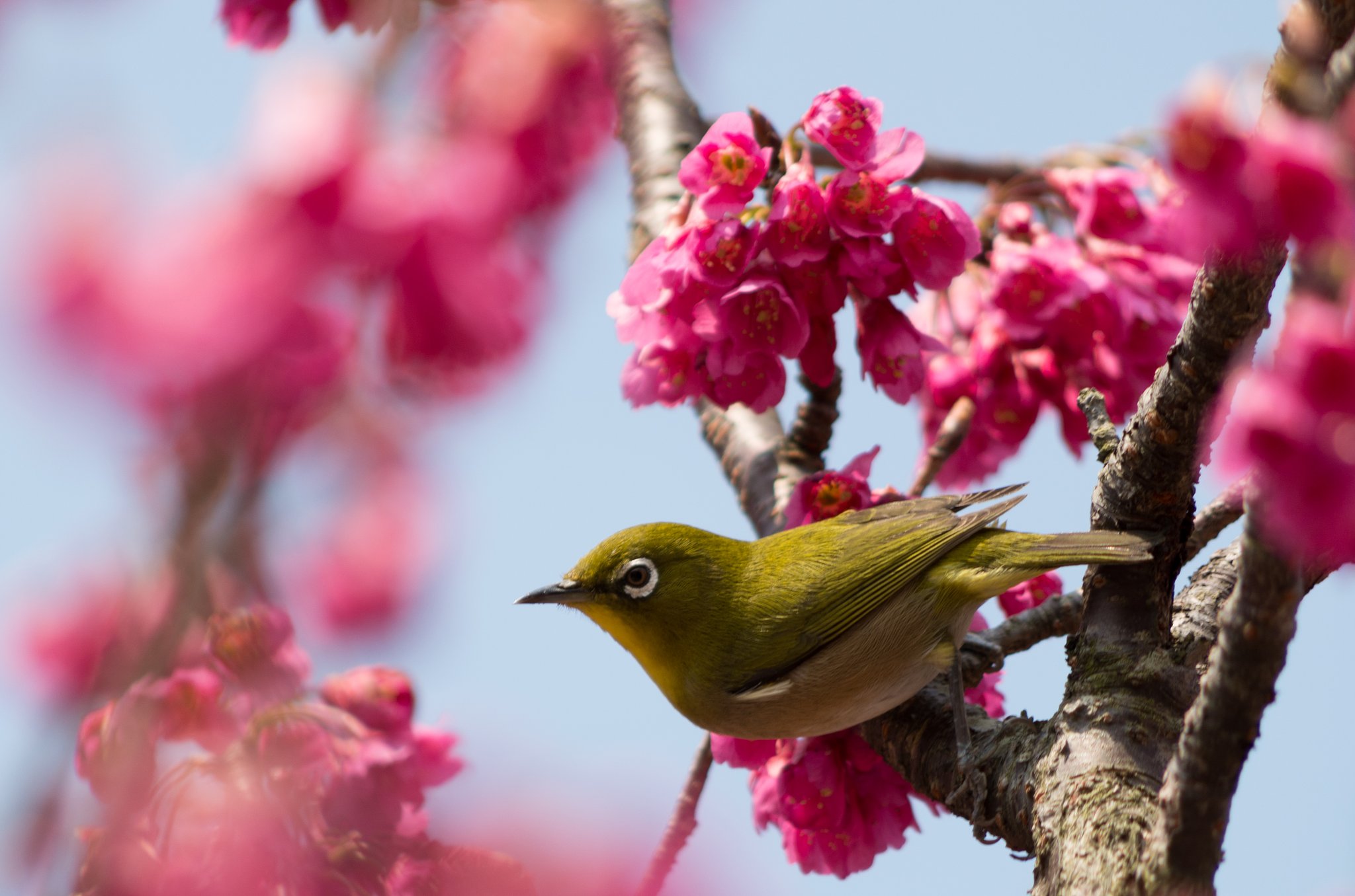 紅い桜