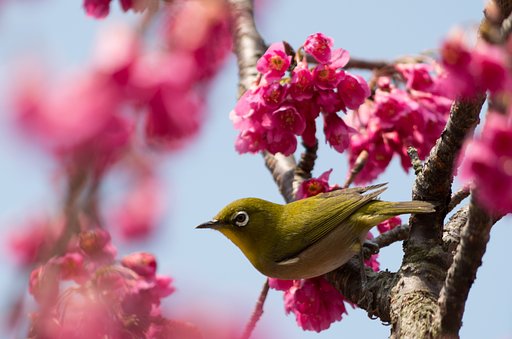 紅い桜