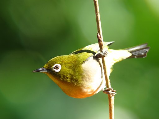 ☆アクロバット～☆