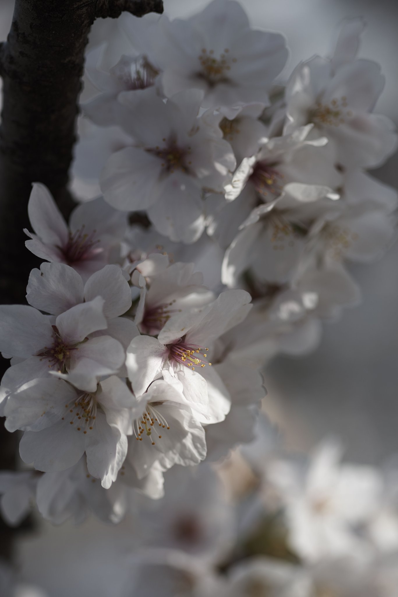 ZUIKO AUTO-MACRO 135mm 1:4.5