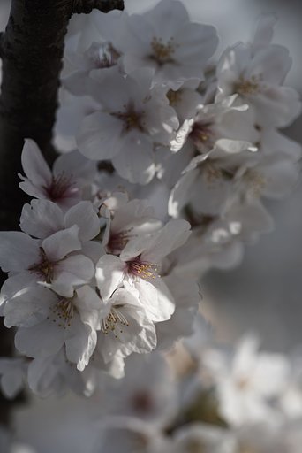 ZUIKO AUTO-MACRO 135mm 1:4.5