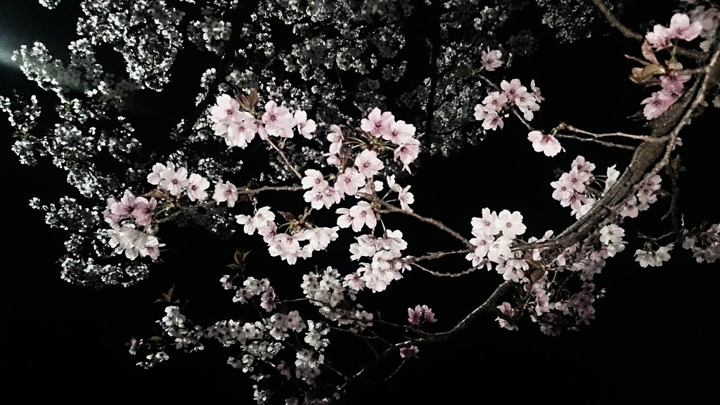 静かな花見