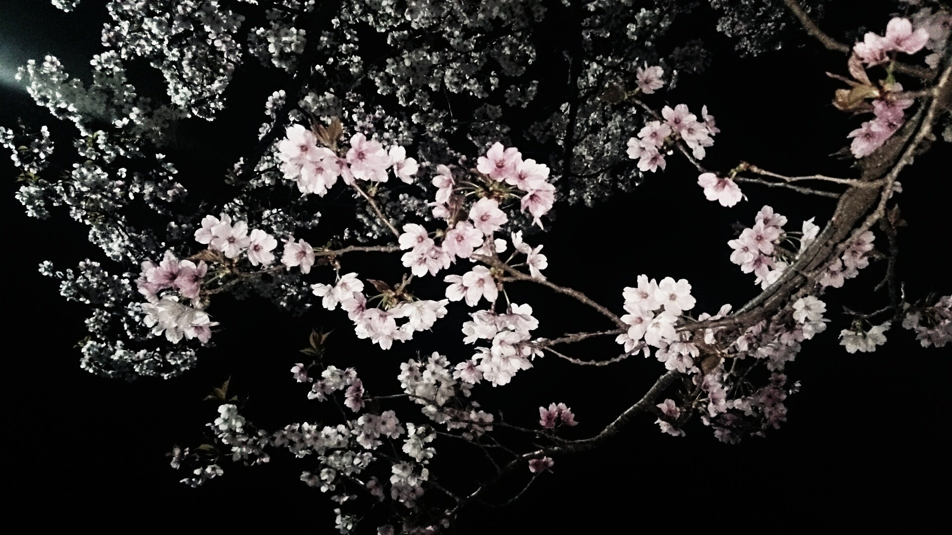 静かな花見