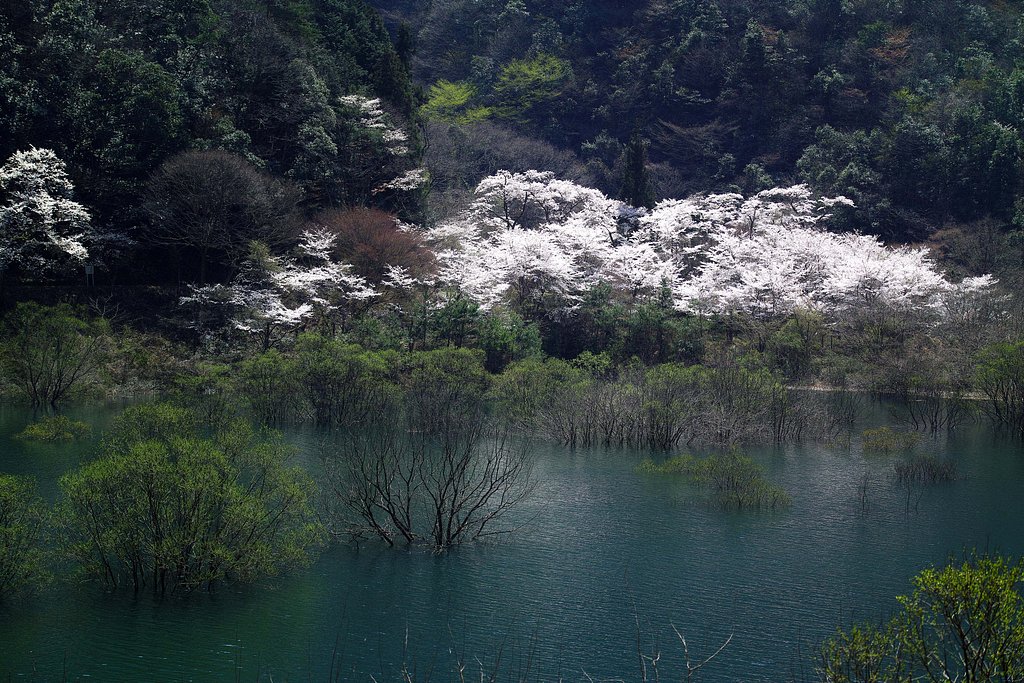 ダム湖　桜