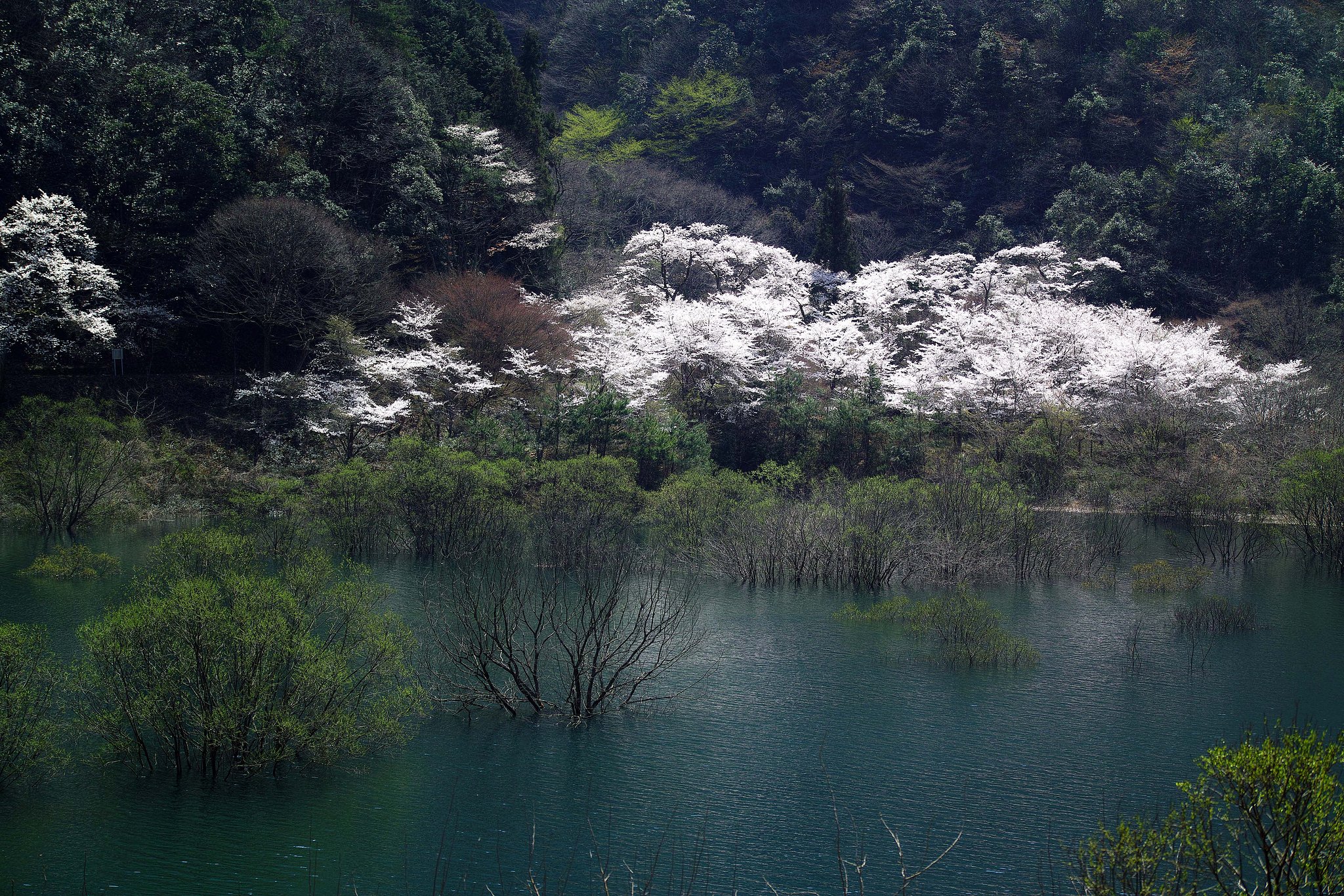 ダム湖　桜