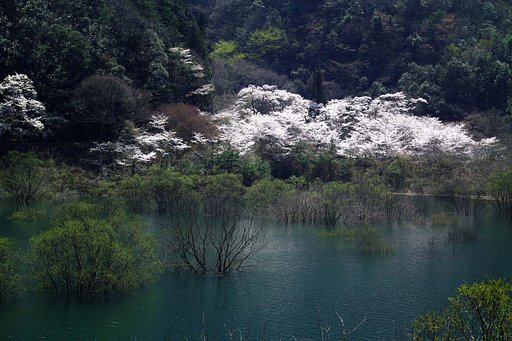 ダム湖　桜
