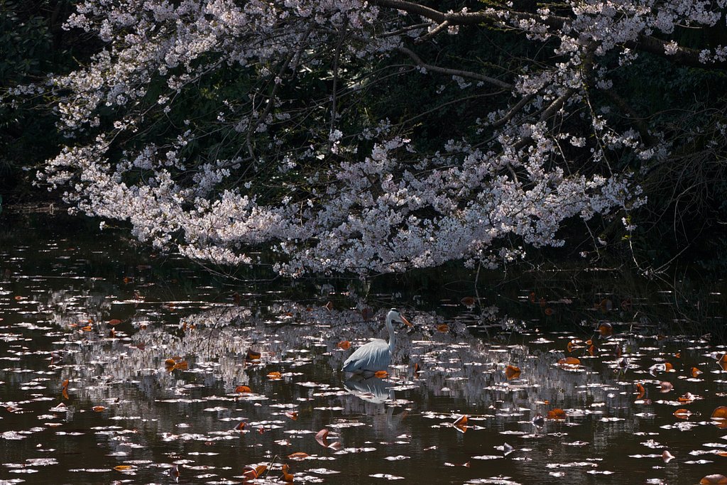 桜・アオサギ